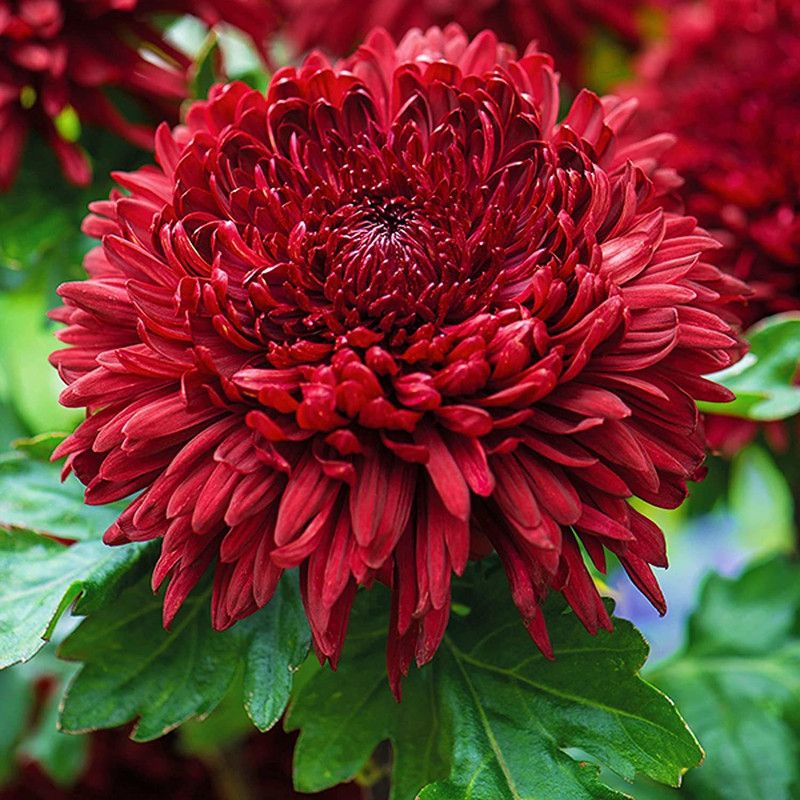 KANAYA Chrysanthemum Seed  (90 per packet)