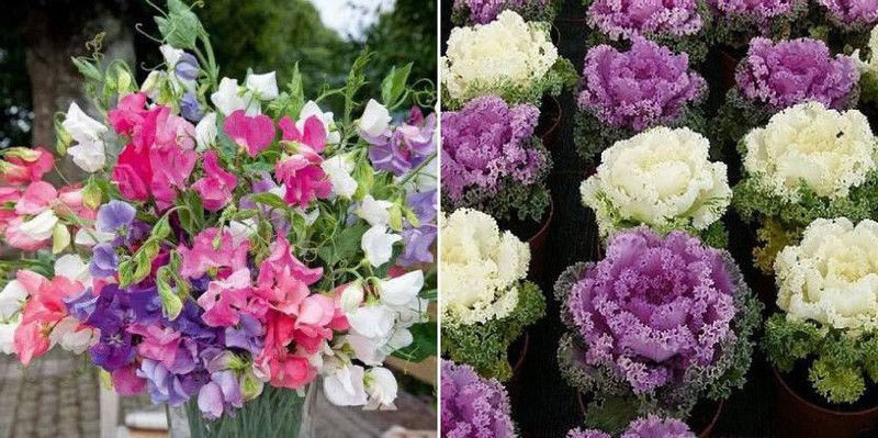 dreamseawaves Sweet peas & Ornamental kale Seed  (20 per packet)