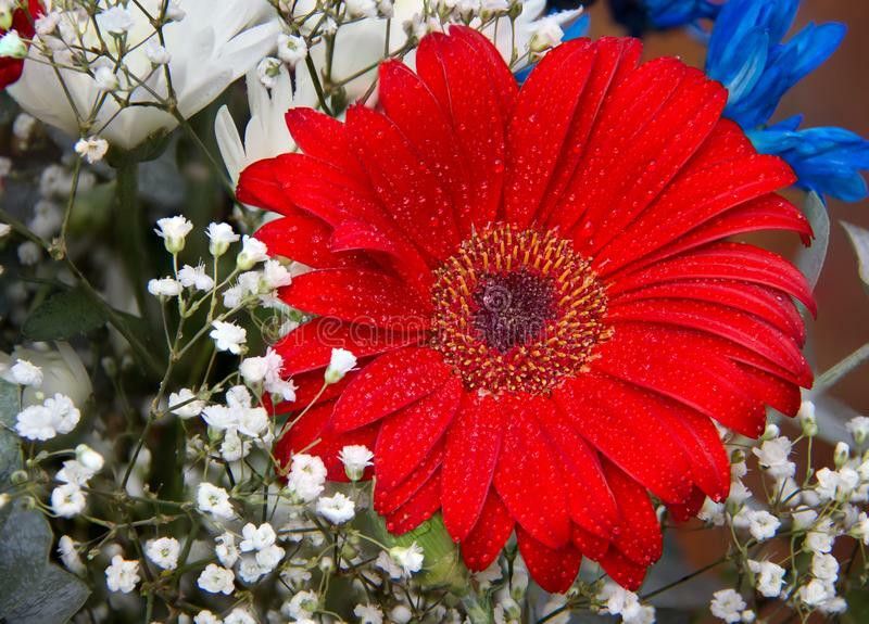Mozette Exotic daisy red Seed  (27 per packet)