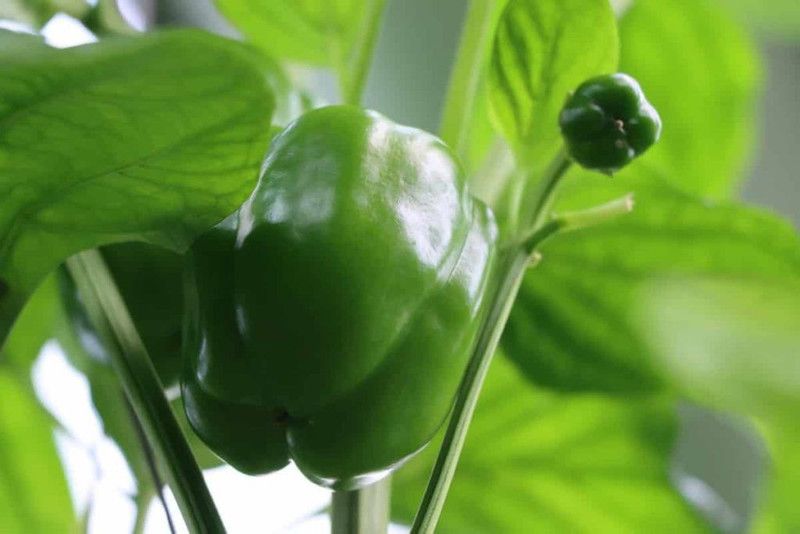 Nodoc Capsicum vegetable Seed  (26 per packet)