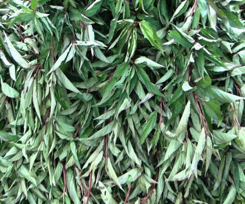 Paudha Ambada Seed  (31 per packet)