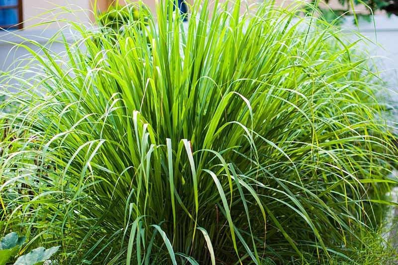 XOLDA Lemon Grass Seed  (280 per packet)