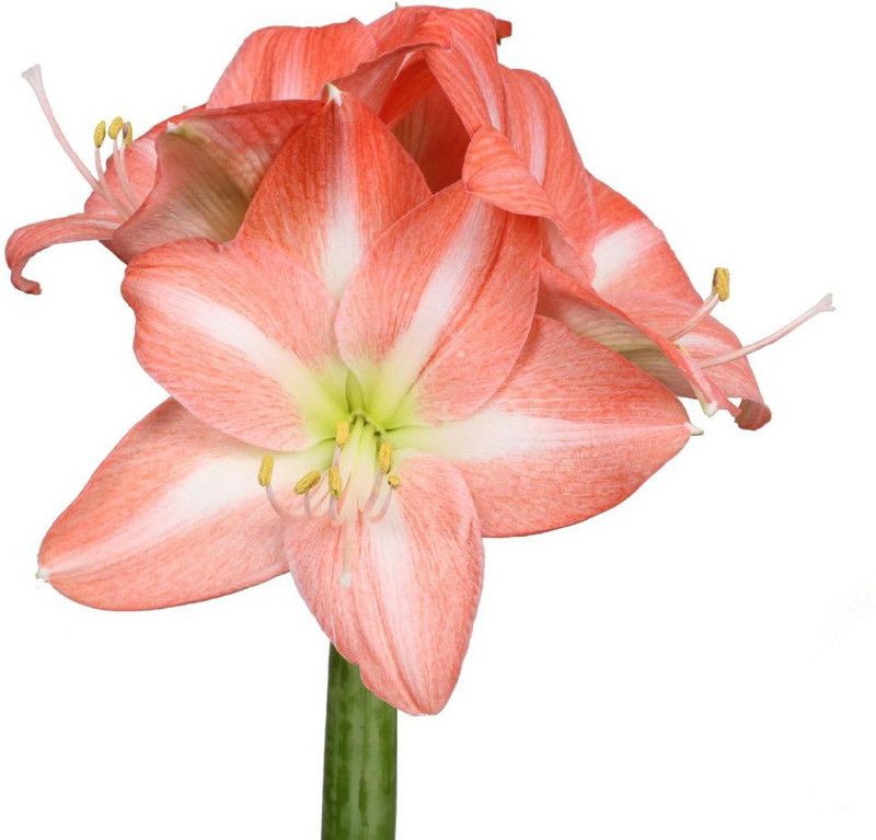 Srushtitraders Amaryllis Nagano Seed  (1 per packet)