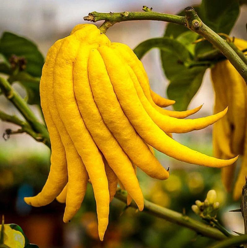 The Entacloo Lemon Plant  (Hybrid, Pack of 1)