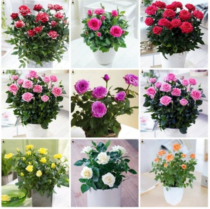 NSKON Nine Types of Exotic Rose Flower Plant Seed  (18 per packet)