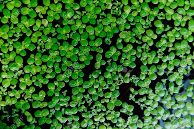 Newworld lemna minor Seed  (10 per packet)
