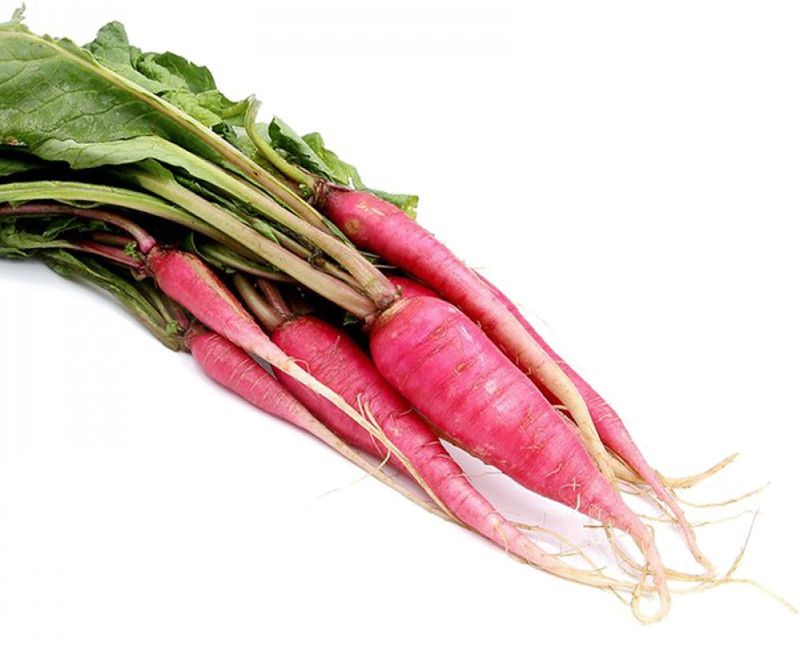 Nodoc Red Radish Seed  (48 per packet)