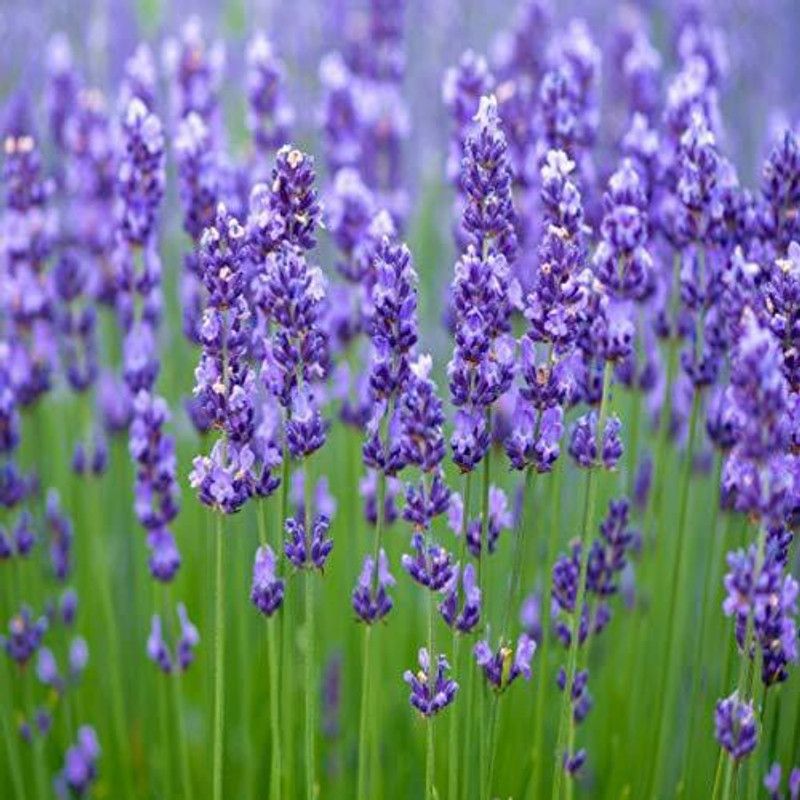 WILLVINE Heirloom Quality Imported Hybrid Lavender Seeds Seed  (500 per packet)