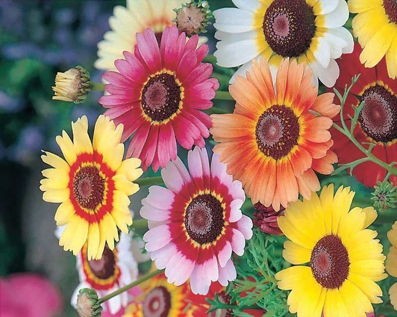 KANAYA Chrysanthemum Mix Flower Seed  (40 per packet)