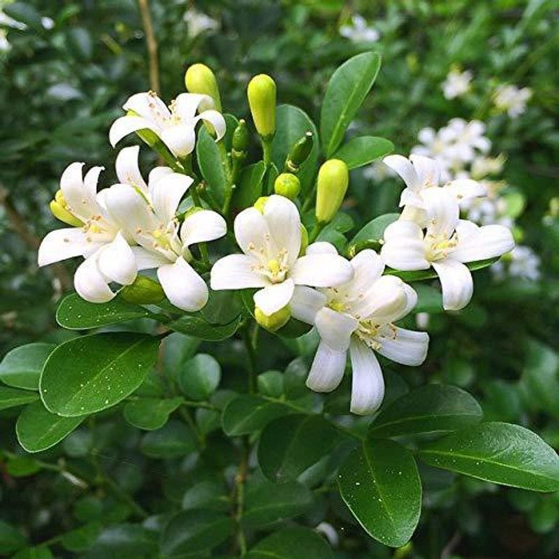 DAIVISH Jasmine Plant  (Pack of 1)