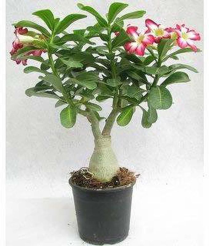 ANI PLANT Adenium Plant  (Hybrid, Pack of 1)