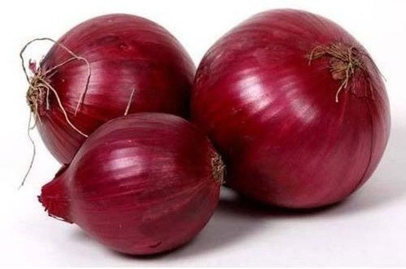 XOLDA Hybrid Red onion Seed  (64 per packet)
