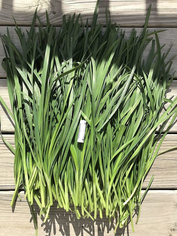 VibeX ® VXI-191 Garlic Asian Chinese Chives Seed  (500 per packet)
