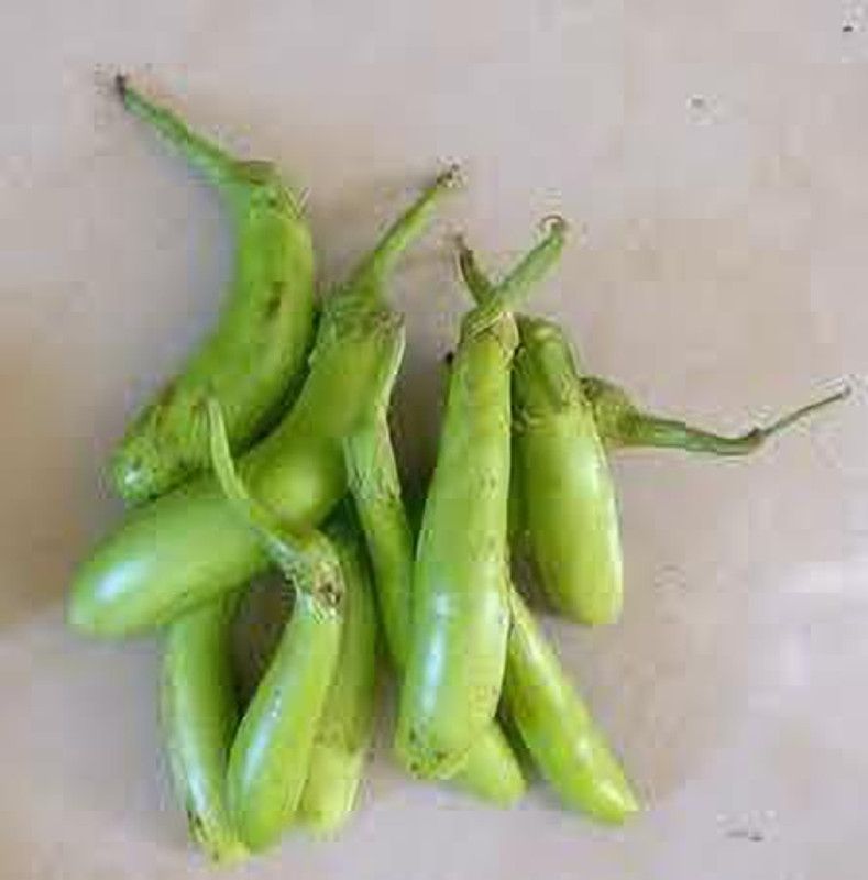 XOLDA Organic Brinjal green long Seed  (21 per packet)
