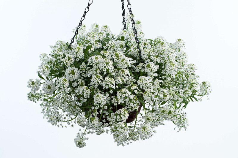 XOLDA Alyssum White Seed  (19 per packet)