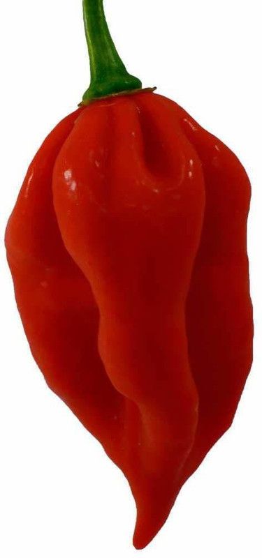 VibeX ™ XX-786-Naga Chilli Ghost Peeper World Hottest Chilli Seeds Seed  (100 per packet)