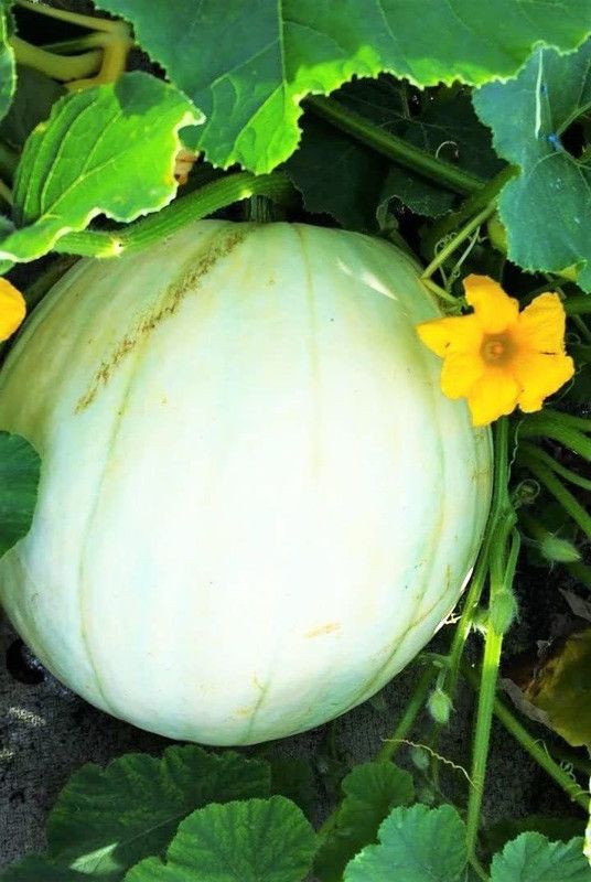 WILLVINE PUAS-645 Casper White Pumpkin Seeds Seed  (50 per packet)