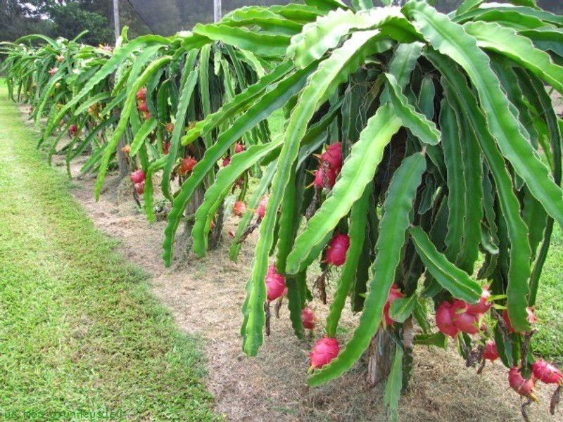 Fruitful Dragon Tree  (Hybrid, Pack of 1)