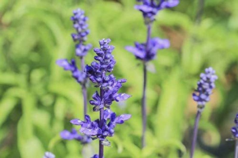 VibeX ® XXL-372 Palisades Mix Salvia Seeds Blue Sage Seed  (200 per packet)