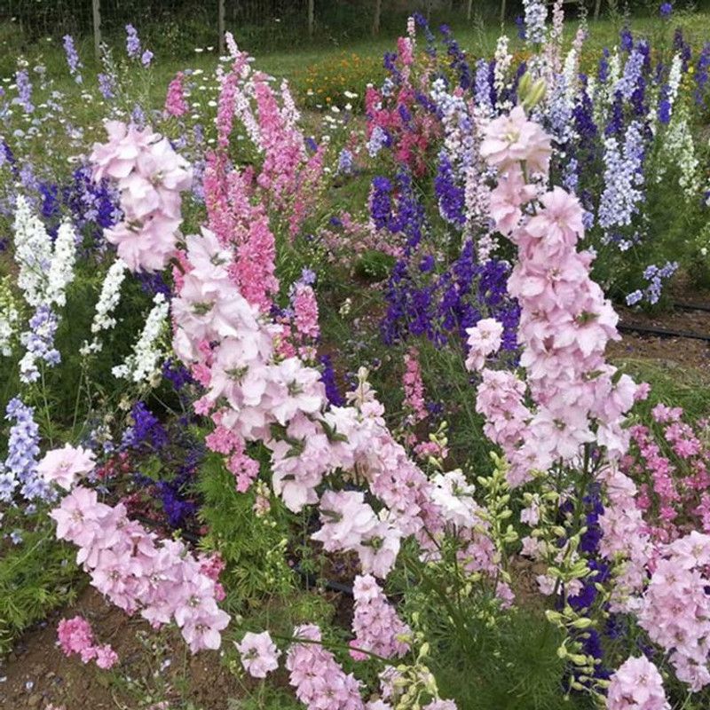Mozette Delphinium Imperial mix Seed  (70 per packet)