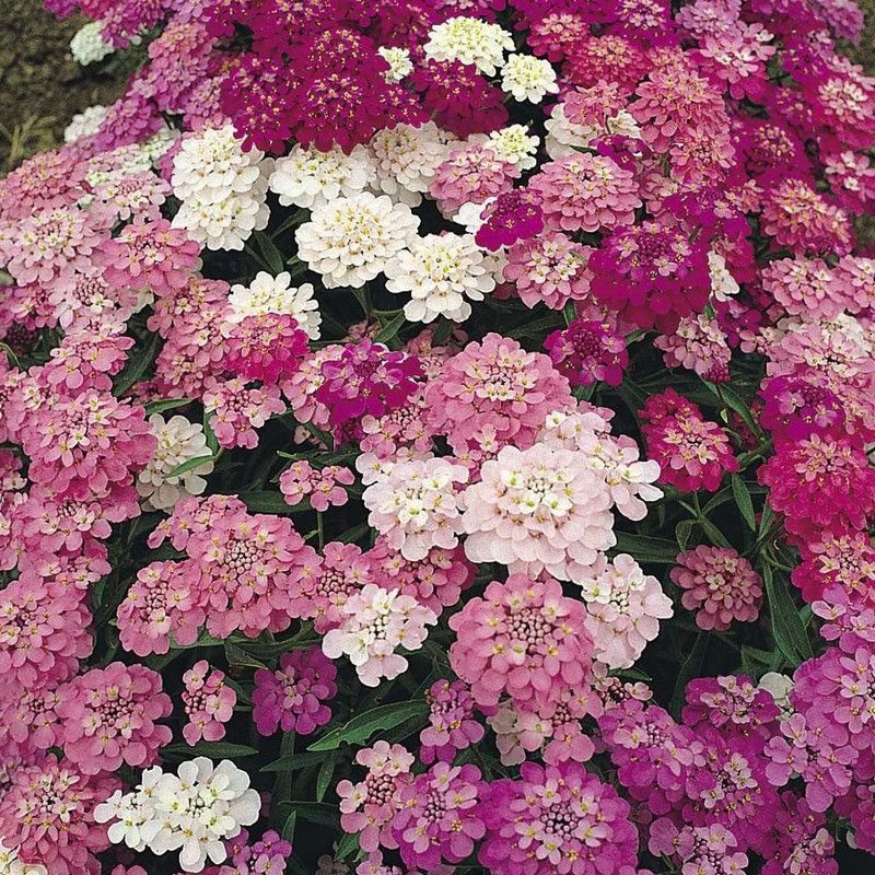 CYBEXIS Candytuft Dwarf Fairy Mix Seeds - Iberis Umbellata Seed  (50 per packet)