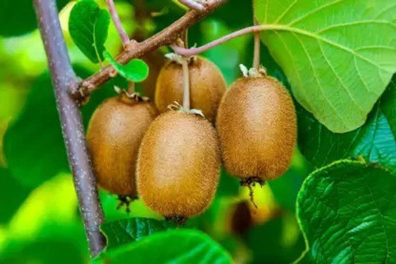 Chalisa Kiwi Seed  (35 per packet)