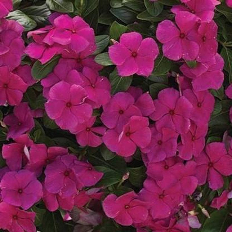 CYBEXIS F1 NANA VINCA PINK FLOWER SEEDS Seed  (50 per packet)