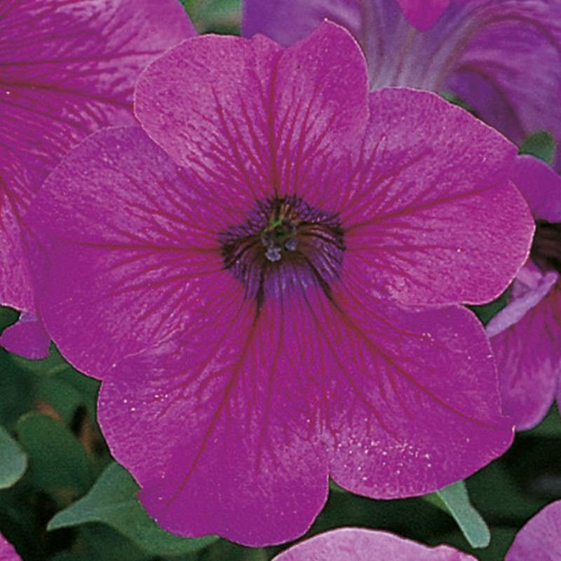 WHADE Petunia Eagle Plum Vein Flower Seed  (70 per packet)