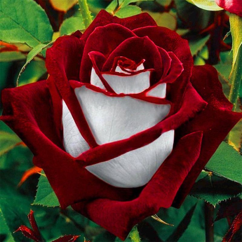 Redoak Red White Osiria Ruby Rose Seed  (50 per packet)