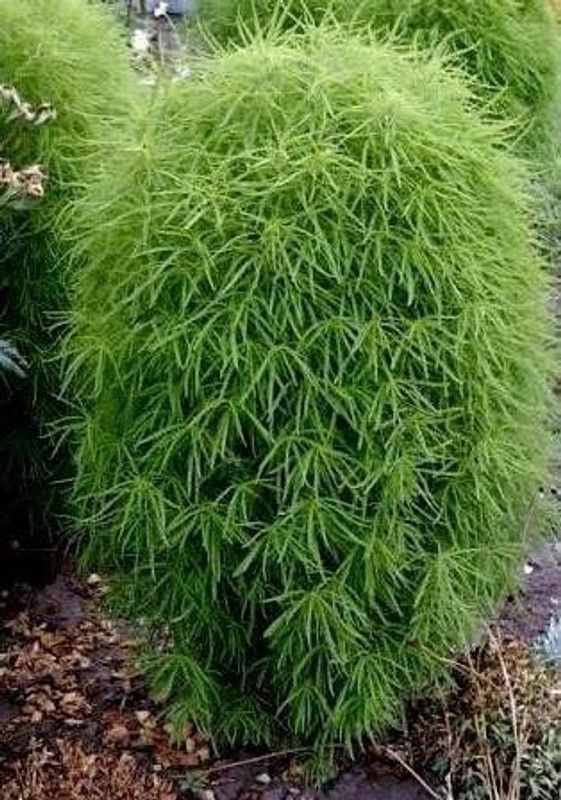 XOLDA Hybrid Kochia Seed  (200 per packet)