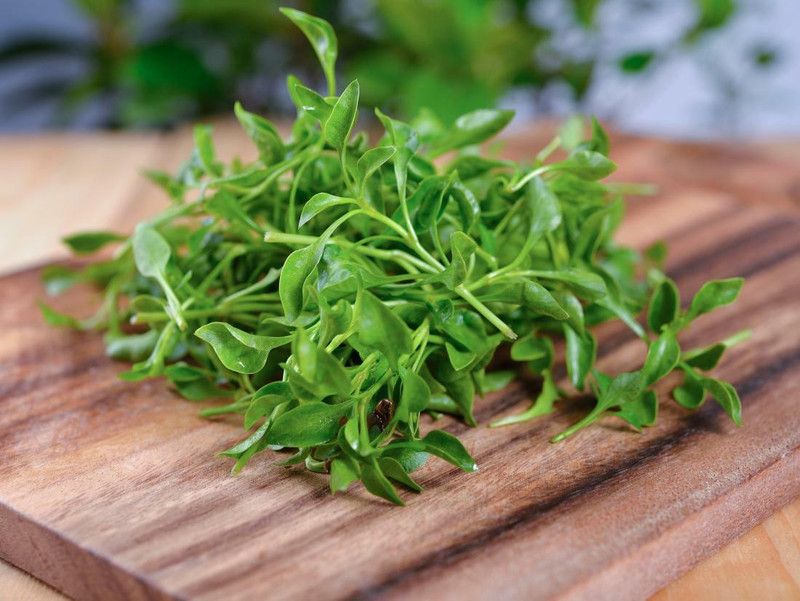Mozette Water cress herbs Seed  (46 per packet)