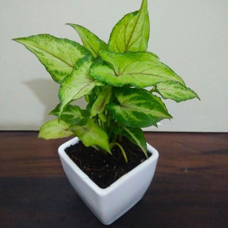 Flora Guards Syngonium Plant  (Hybrid, Pack of 1)