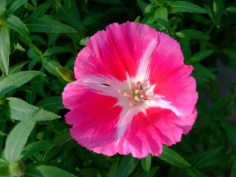CYBEXIS Clarkia Amoena - Farewell to Spring Seed  (1 g)