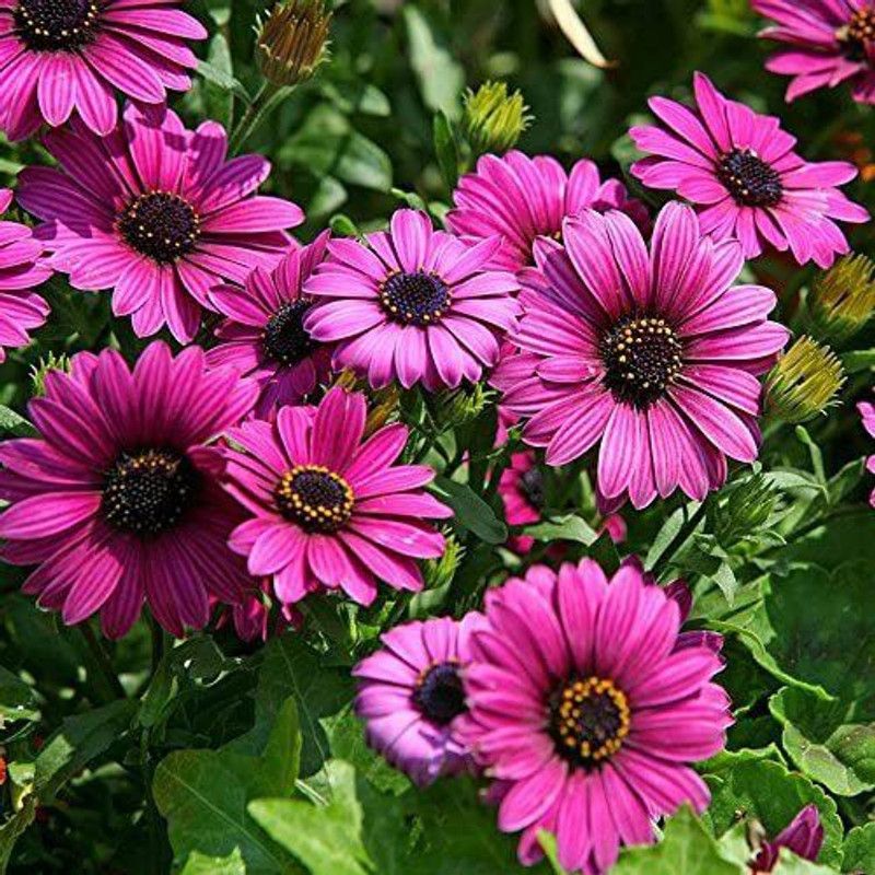 CYBEXIS Blue Eyed Daisy Seeds Osteospermum Seeds Mix Color Flower Seed  (50 per packet)