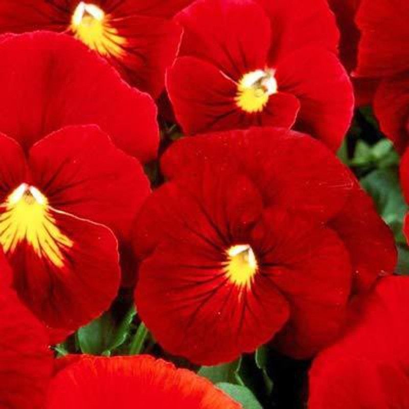 CYBEXIS F1 PANSY SCARLET RED FLOWER SEEDS Seed  (50 per packet)