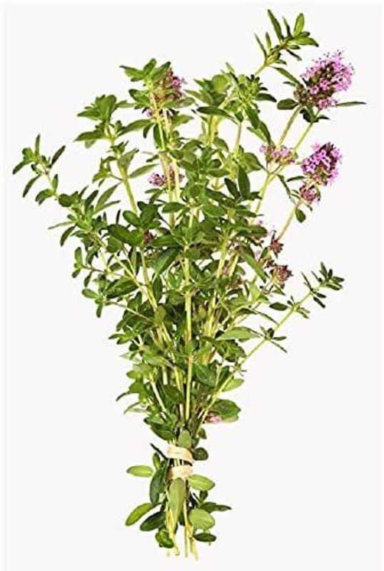 VibeX ® VMR-49 Thyme Seeds,German Winter Seed  (200 per packet)