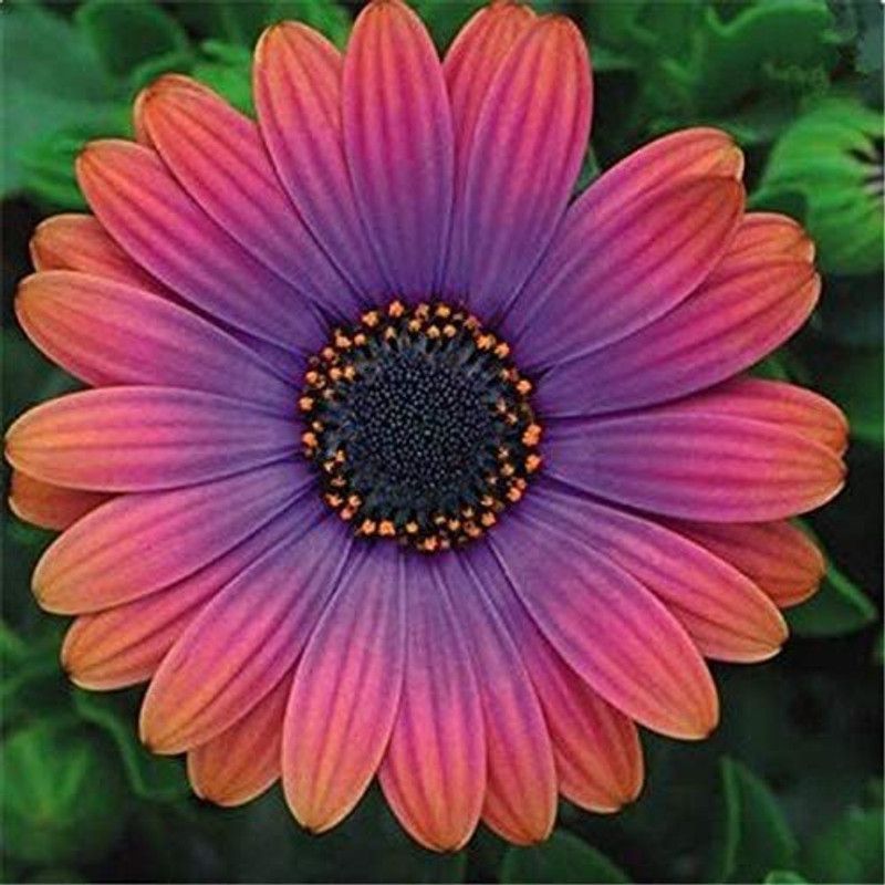 CYBEXIS Osteospermum Flowers Cape Mix Flower Bonsai Heirloom Seed  (50 per packet)