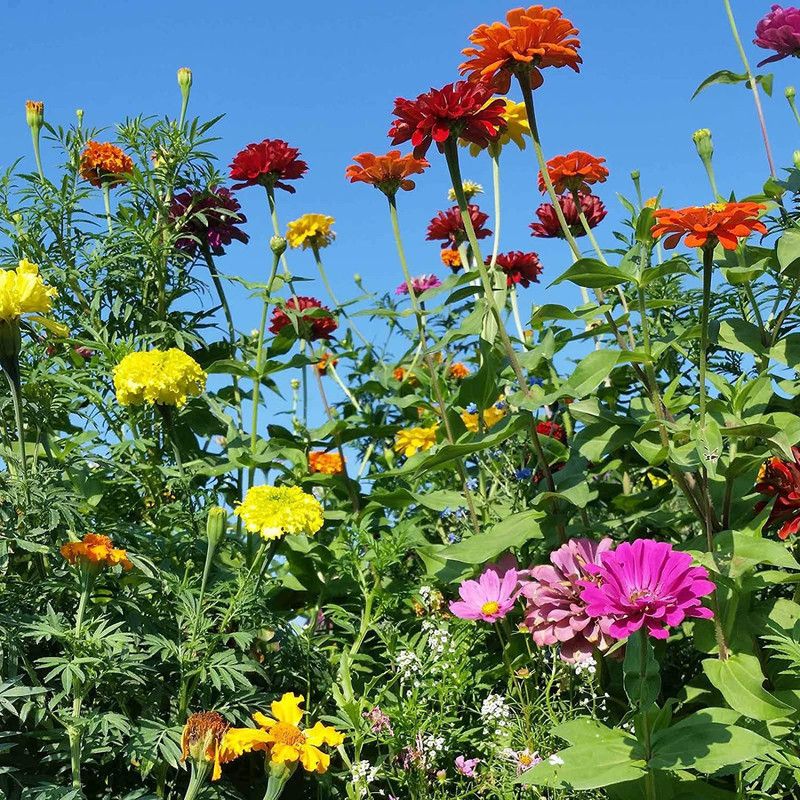 CYBEXIS Mix Giant Zinnia Seeds Seed  (25 per packet)