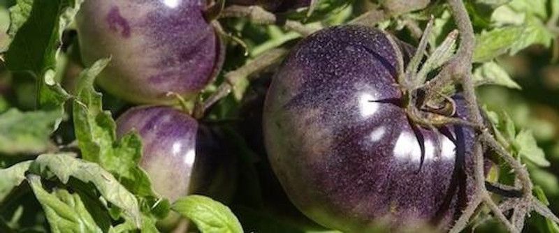 WILLVINE VVI-1109 Midnight Roma antioxidant-rich purple tomato Seed  (200 per packet)