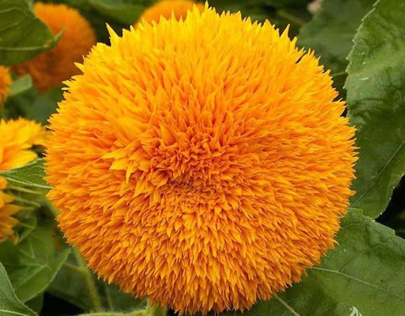 SAGAR Sunflower Teddy Bear Seed  (300 per packet)