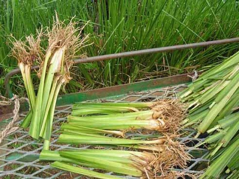 Aywal Lemon Grass Seeds Cochin Grass Seed  (115 per packet)