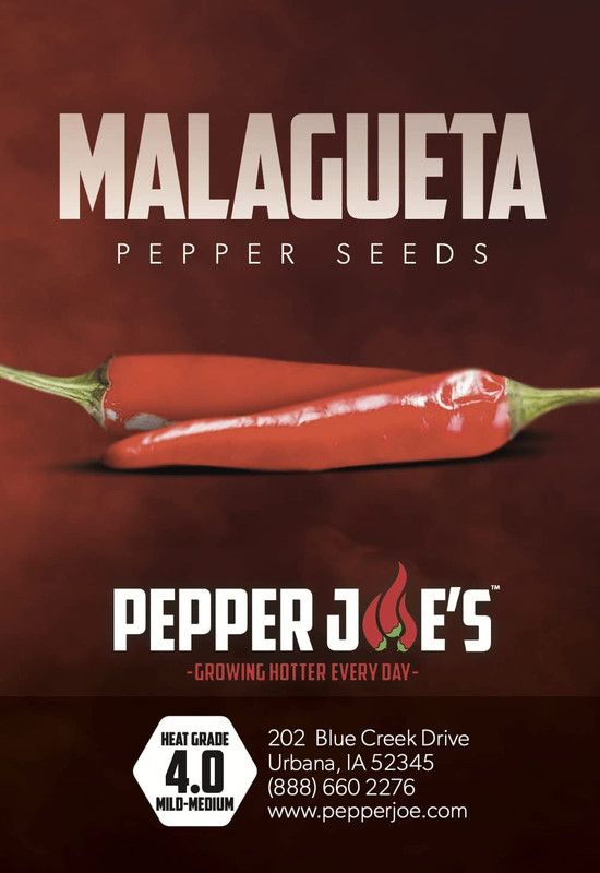 VibeX ® XXL-768 Malagueta Hot Brazilian Chili Seeds Seed  (200 per packet)