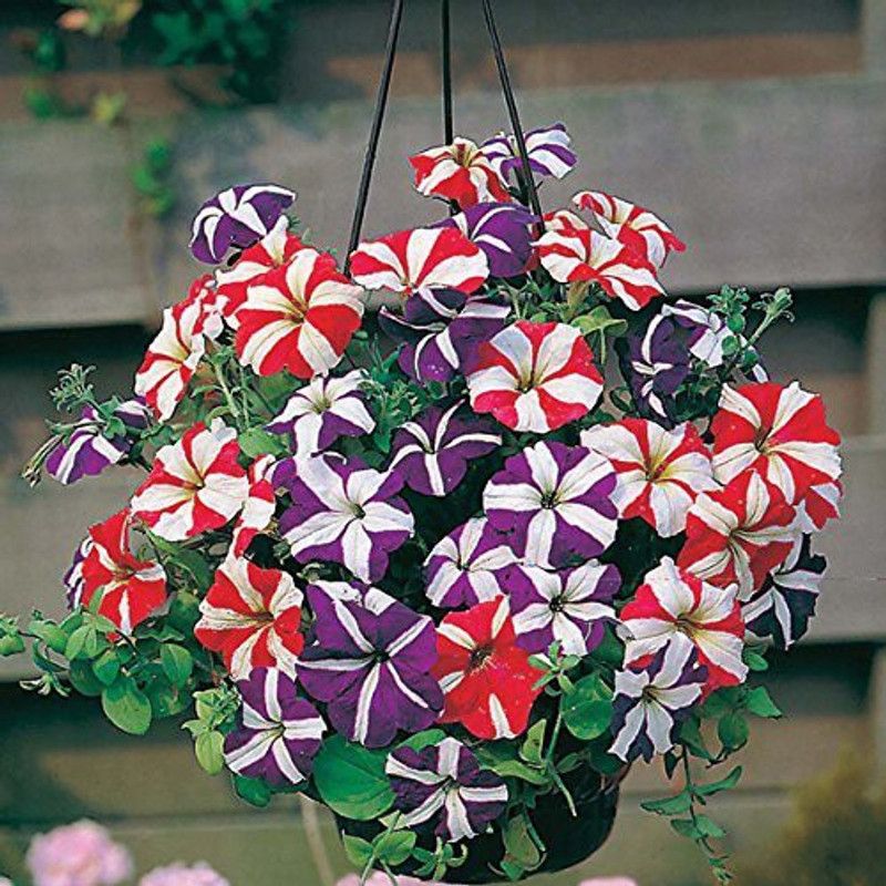 ario Petunia Double Flower Seeds F1 Hybrid Multicolor For Home Gardening Seed  (108 per packet)