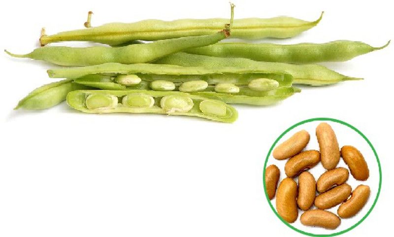 Early Green Organic French Beans 30 Seed  (30 per packet)