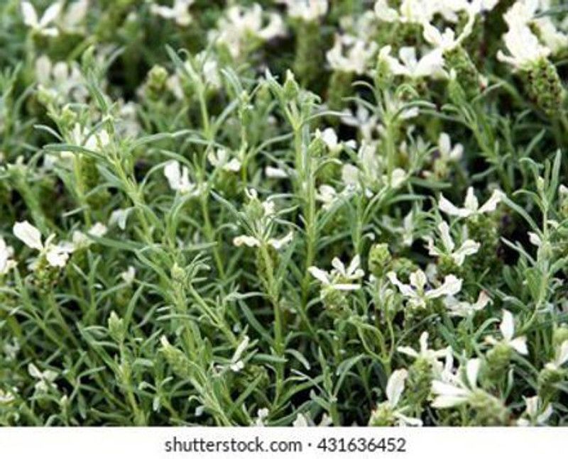 Mozette Terragon herbs Seed  (15 per packet)