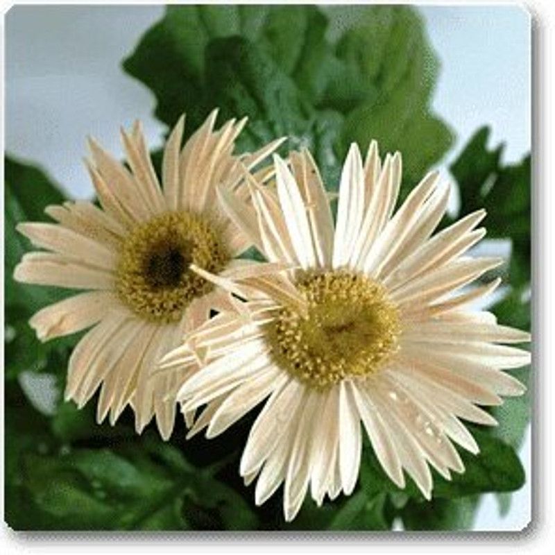 Mozette Exotic daisy white Seed  (40 per packet)