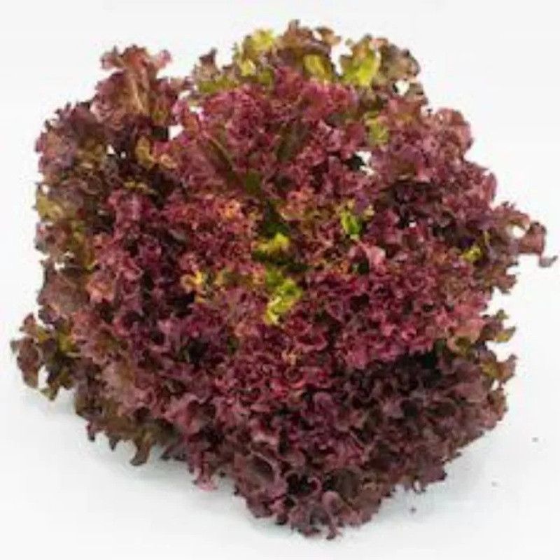 Paudha RedLettuce Vegetable Seed  (31 per packet)