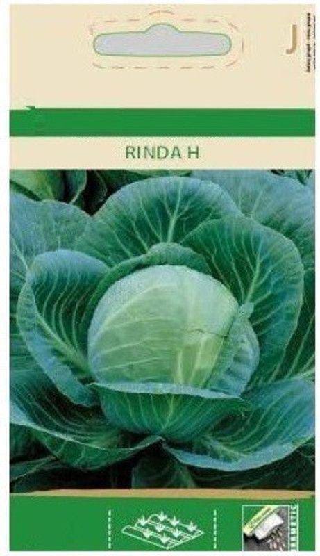 Qualtivate ® White Cabbage RINDA H Seeds Seed  (1000 per packet)