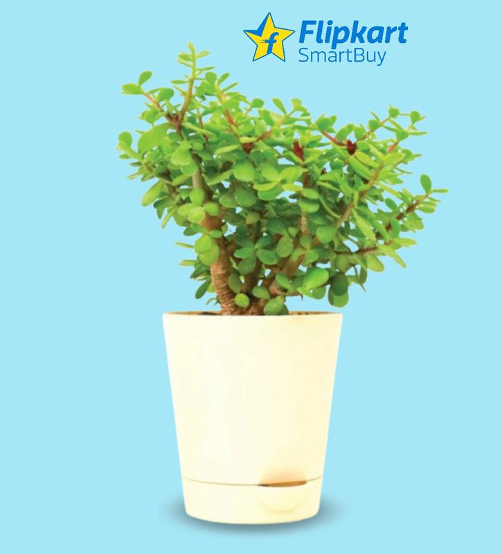 Flipkart SmartBuy Jade Plant  (Hybrid, Pack of 1)