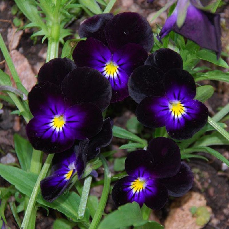 Mozette Viola mix Seed  (75 per packet)